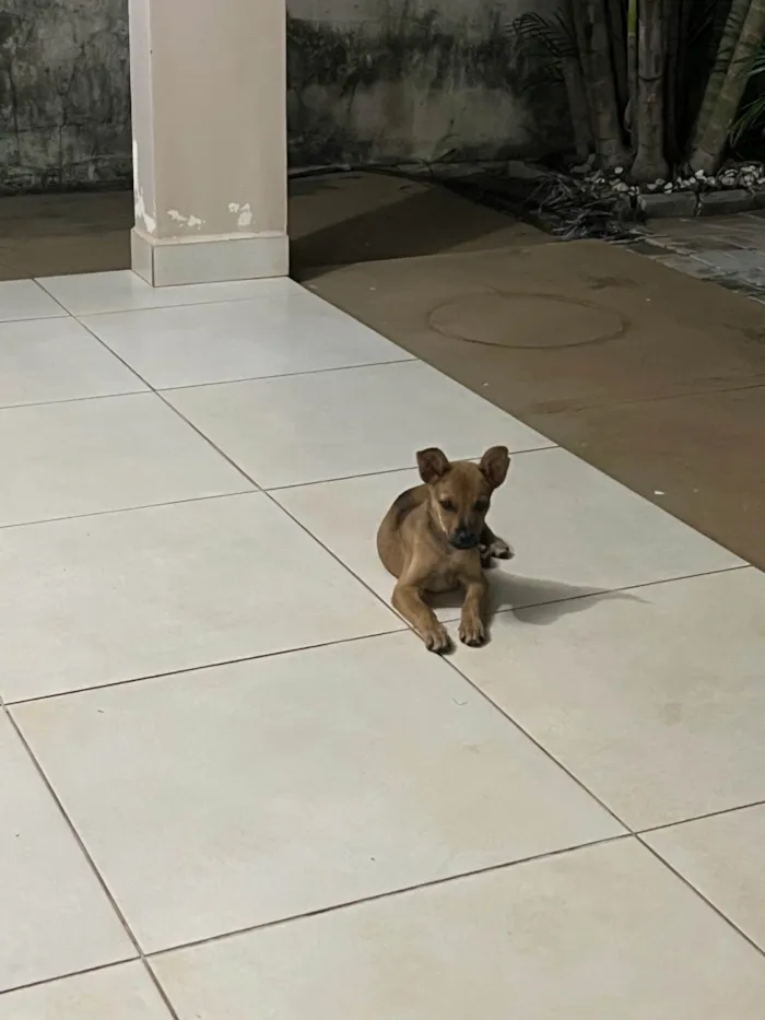 Cachorro ra a SRD-ViraLata idade 2 a 6 meses nome Menina