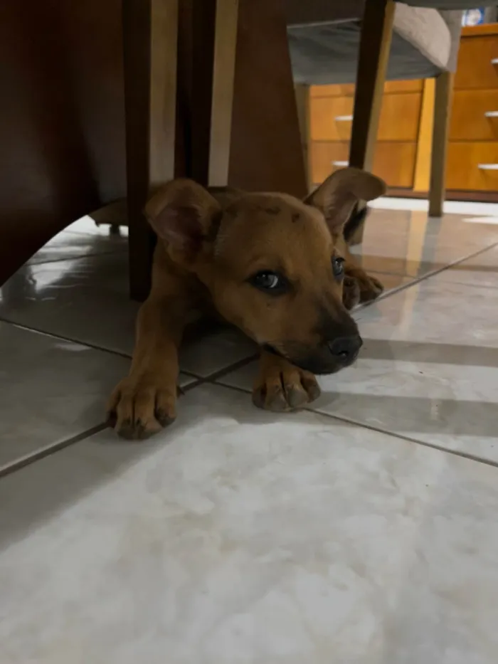 Cachorro ra a SRD-ViraLata idade 2 a 6 meses nome Menina