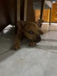 Menina