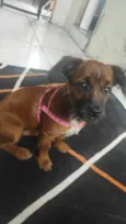 Belinha