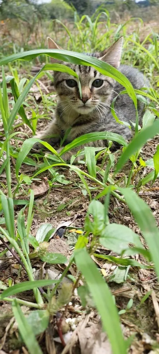 Gato ra a SRD-ViraLata idade Abaixo de 2 meses nome TICO