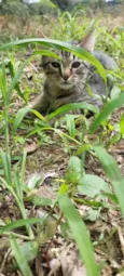 TICO
