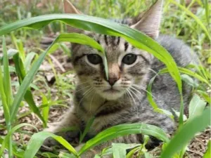 Gato raça SRD-ViraLata idade Abaixo de 2 meses nome TICO