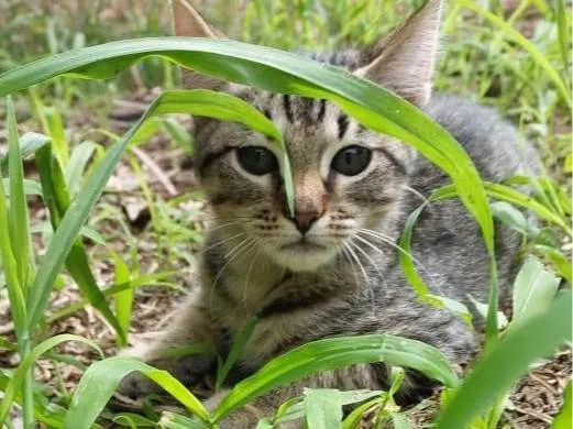 Gato ra a SRD-ViraLata idade Abaixo de 2 meses nome TICO