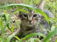 TICO