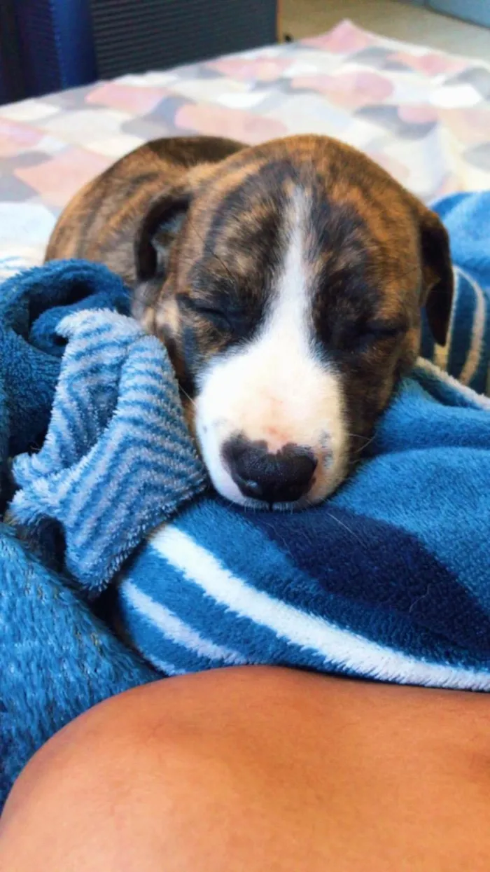 Cachorro ra a Pit-Bull idade 2 a 6 meses nome Penélope 