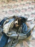 Penélope 