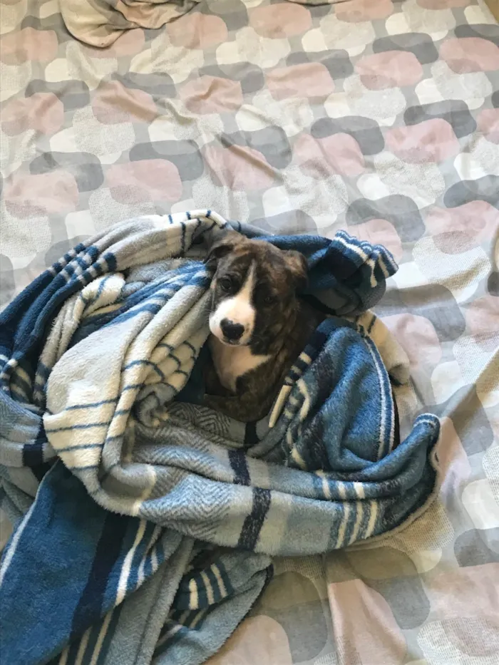 Cachorro ra a Pit-Bull idade 2 a 6 meses nome Penélope 