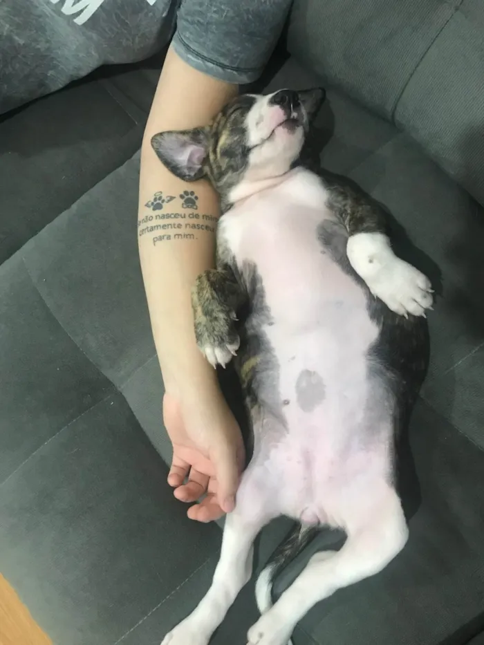 Cachorro ra a Pit-Bull idade 2 a 6 meses nome Penélope 