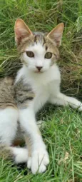 TECO