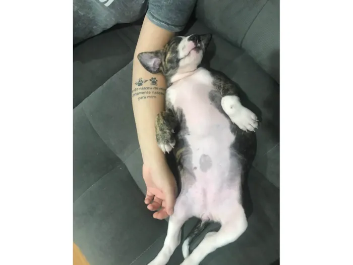 Cachorro ra a Pit-Bull idade 2 a 6 meses nome Penélope 