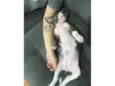 Penélope