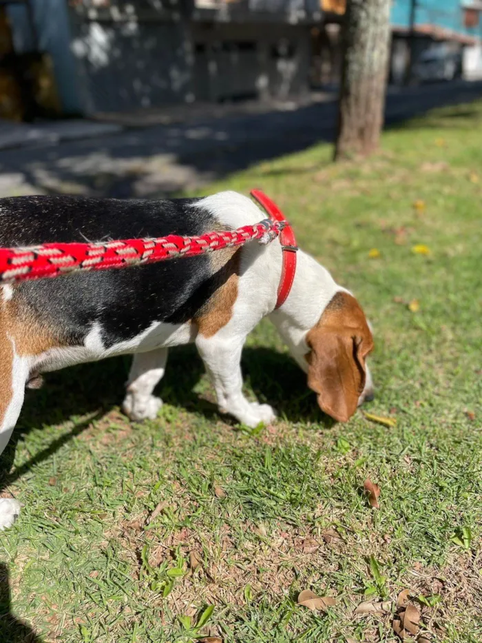 Cachorro ra a SRD-ViraLata idade 7 a 11 meses nome Zeus