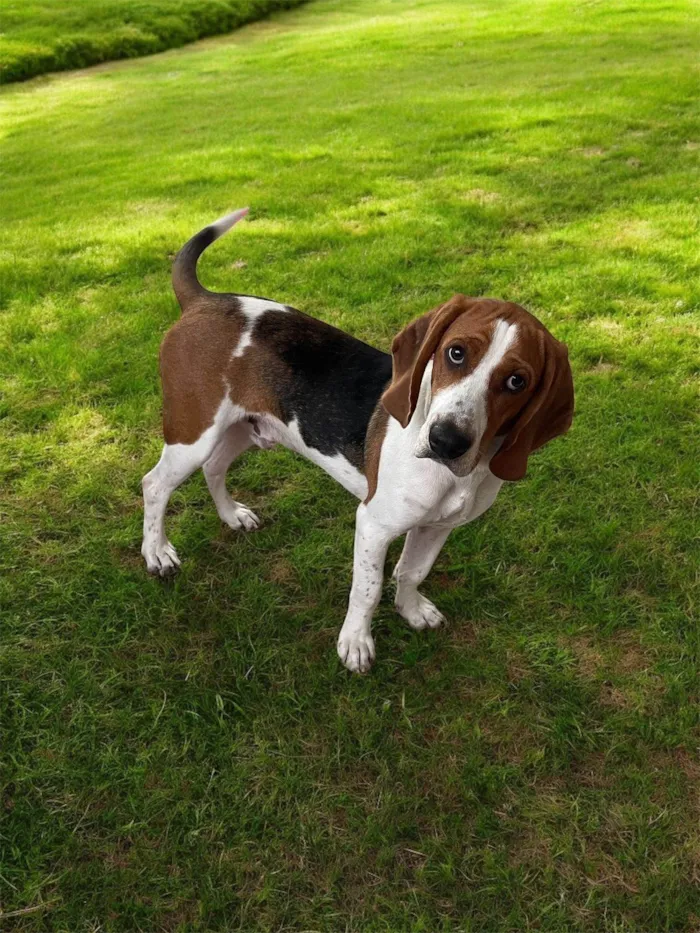 Cachorro ra a SRD-ViraLata idade 7 a 11 meses nome Zeus