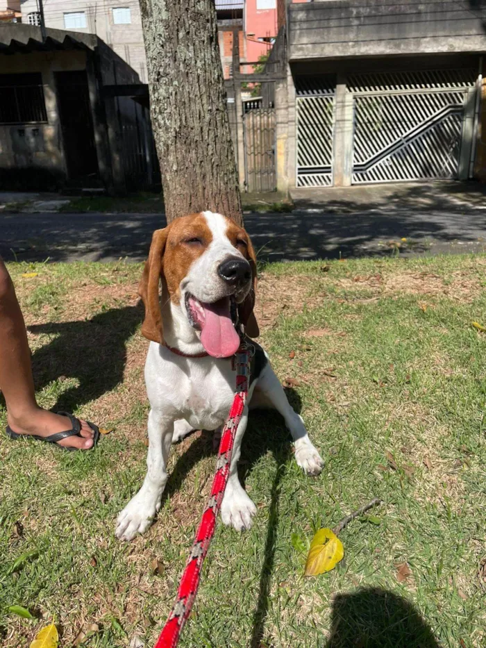 Cachorro ra a SRD-ViraLata idade 7 a 11 meses nome Zeus
