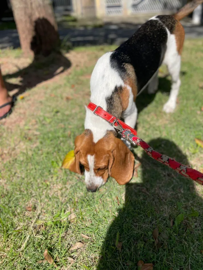 Cachorro ra a SRD-ViraLata idade 7 a 11 meses nome Zeus