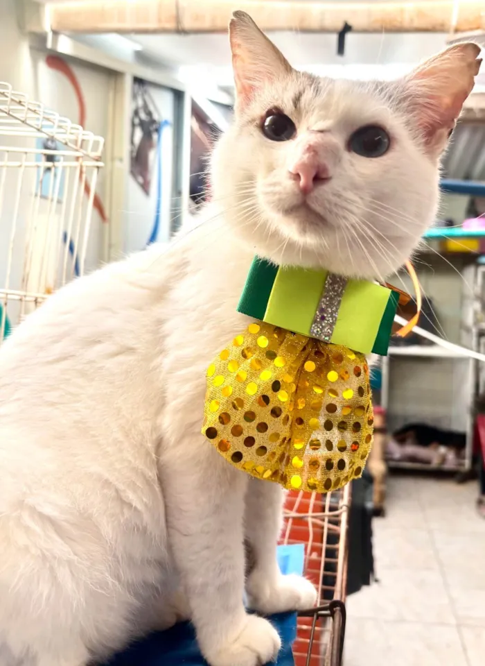 Gato ra a SRD-ViraLata idade 1 ano nome Bartho 
