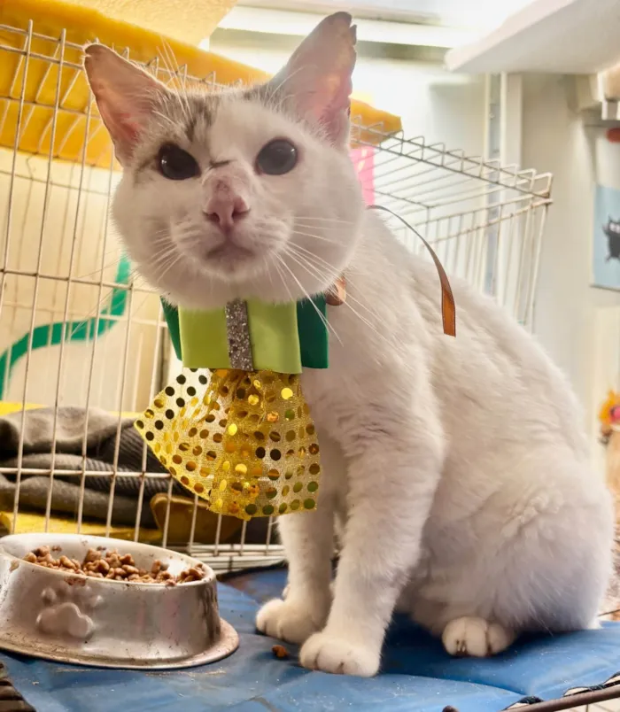 Gato ra a SRD-ViraLata idade 1 ano nome Bartho 