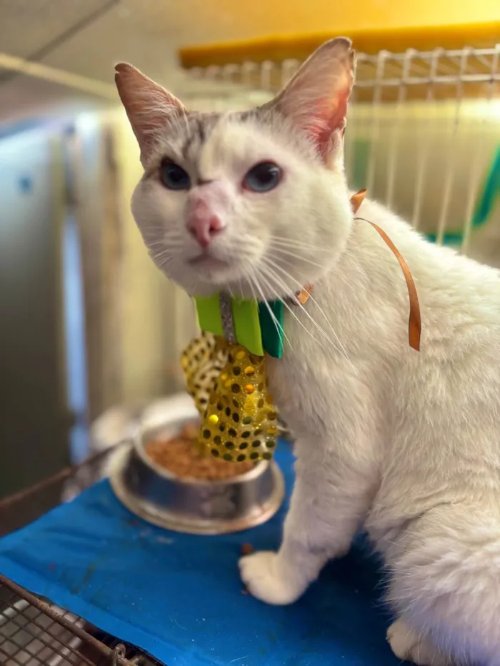Gato ra a SRD-ViraLata idade 1 ano nome Bartho 