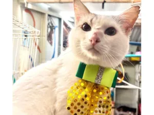 Gato raça SRD-ViraLata idade 1 ano nome Bartho 