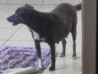 Cachorro raça SRD-ViraLata idade 3 anos nome *Neguinha*