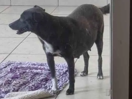 Cachorro ra a SRD-ViraLata idade 3 anos nome *Neguinha*