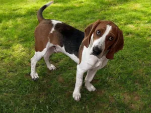 Cachorro raça SRD-ViraLata idade 7 a 11 meses nome Zeus