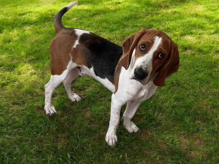 Cachorro ra a SRD-ViraLata idade 7 a 11 meses nome Zeus