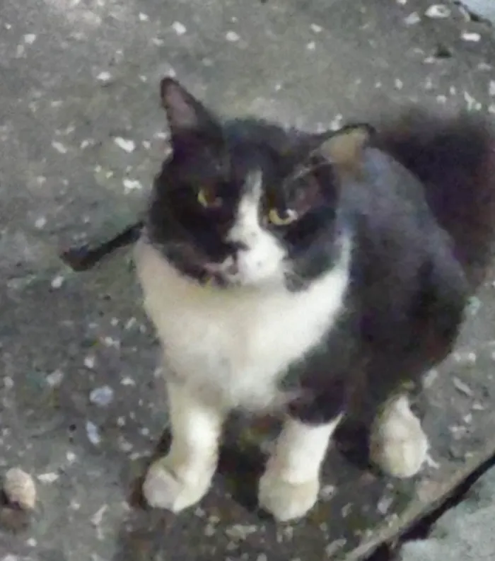 Gato ra a Exótico idade 5 anos nome Derick