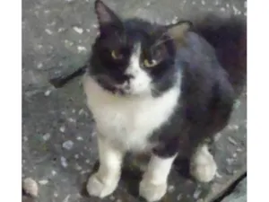 Gato raça Exótico idade 5 anos nome Derick