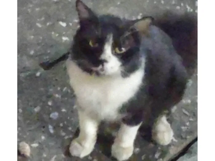 Gato ra a Exótico idade 5 anos nome Derick