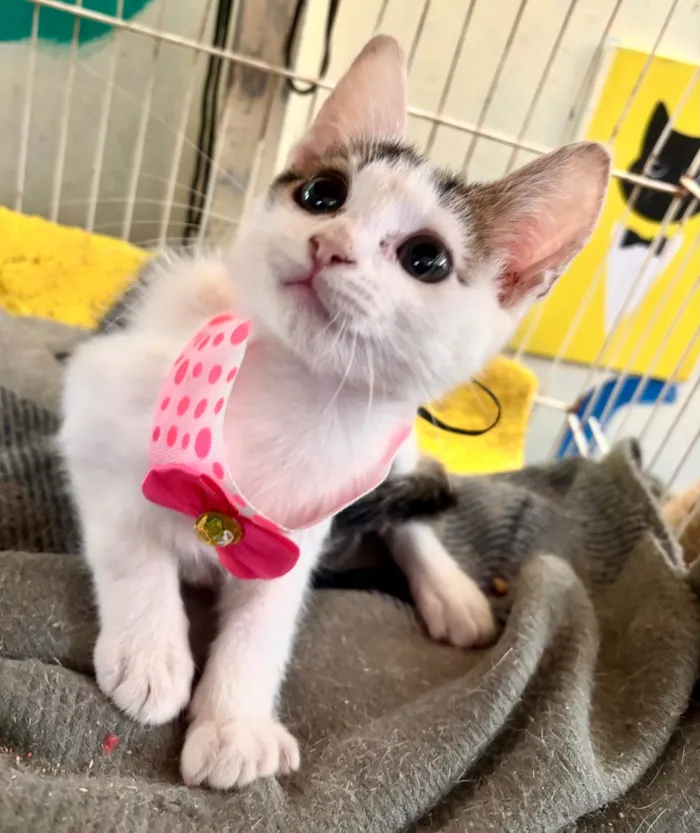 Gato ra a SRD-ViraLata idade 2 a 6 meses nome Zoe 