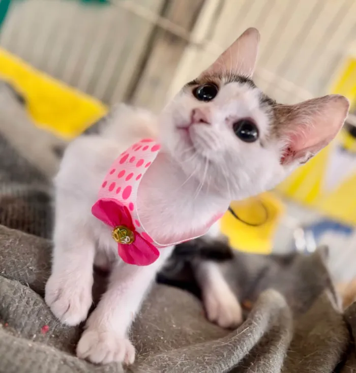Gato ra a SRD-ViraLata idade 2 a 6 meses nome Zoe 