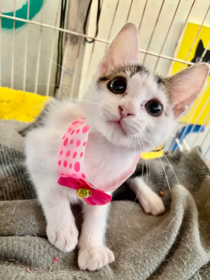 Gato ra a SRD-ViraLata idade 2 a 6 meses nome Zoe 