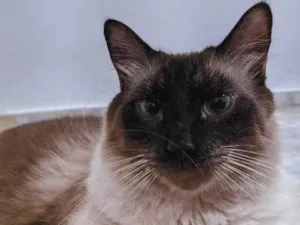 Gato raça SRD-ViraLata idade 2 anos nome Luke 