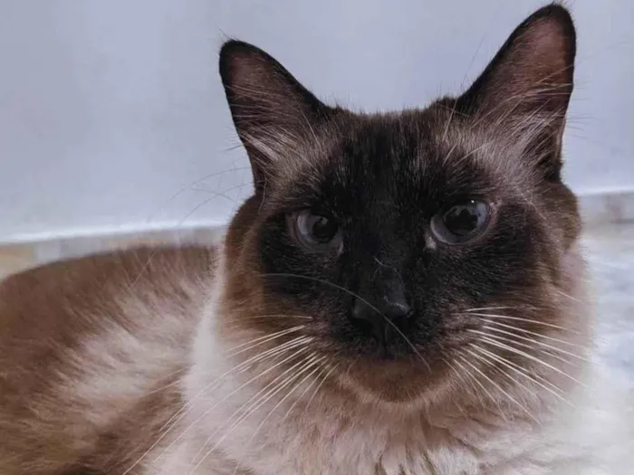 Gato ra a SRD-ViraLata idade 2 anos nome Luke 