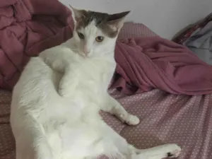 Gato raça SRD-ViraLata idade 7 a 11 meses nome Yoon-gi 