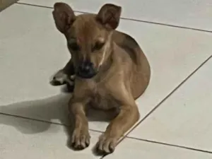 Cachorro raça SRD-ViraLata idade 2 a 6 meses nome Menina