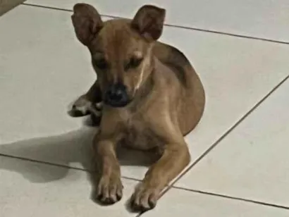 Cachorro raça SRD-ViraLata idade 2 a 6 meses nome Menina