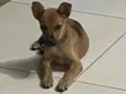 Menina