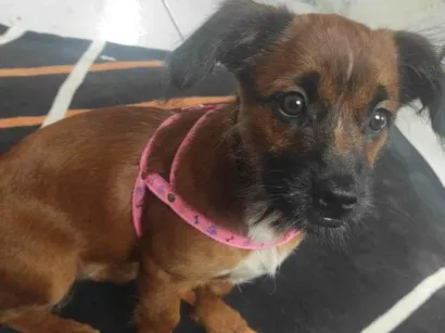 Cachorro raça Shitzu idade 1 ano nome Belinha 