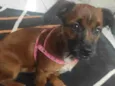 Belinha