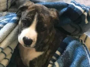 Cachorro raça Pit-Bull idade 2 a 6 meses nome Penélope 