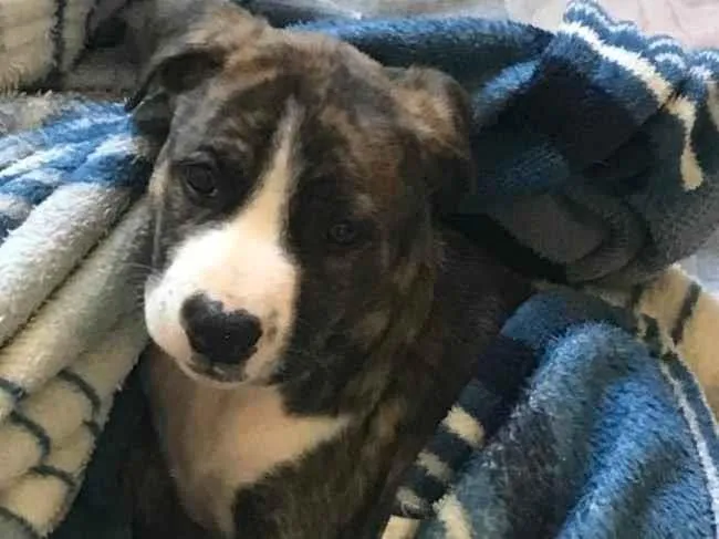 Cachorro ra a Pit-Bull idade 2 a 6 meses nome Penélope 