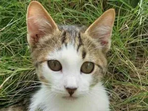Gato raça SRD-ViraLata idade Abaixo de 2 meses nome TECO