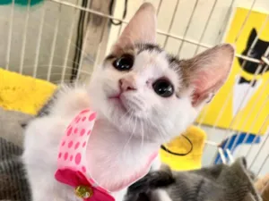 Gato raça SRD-ViraLata idade 2 a 6 meses nome Zoe 