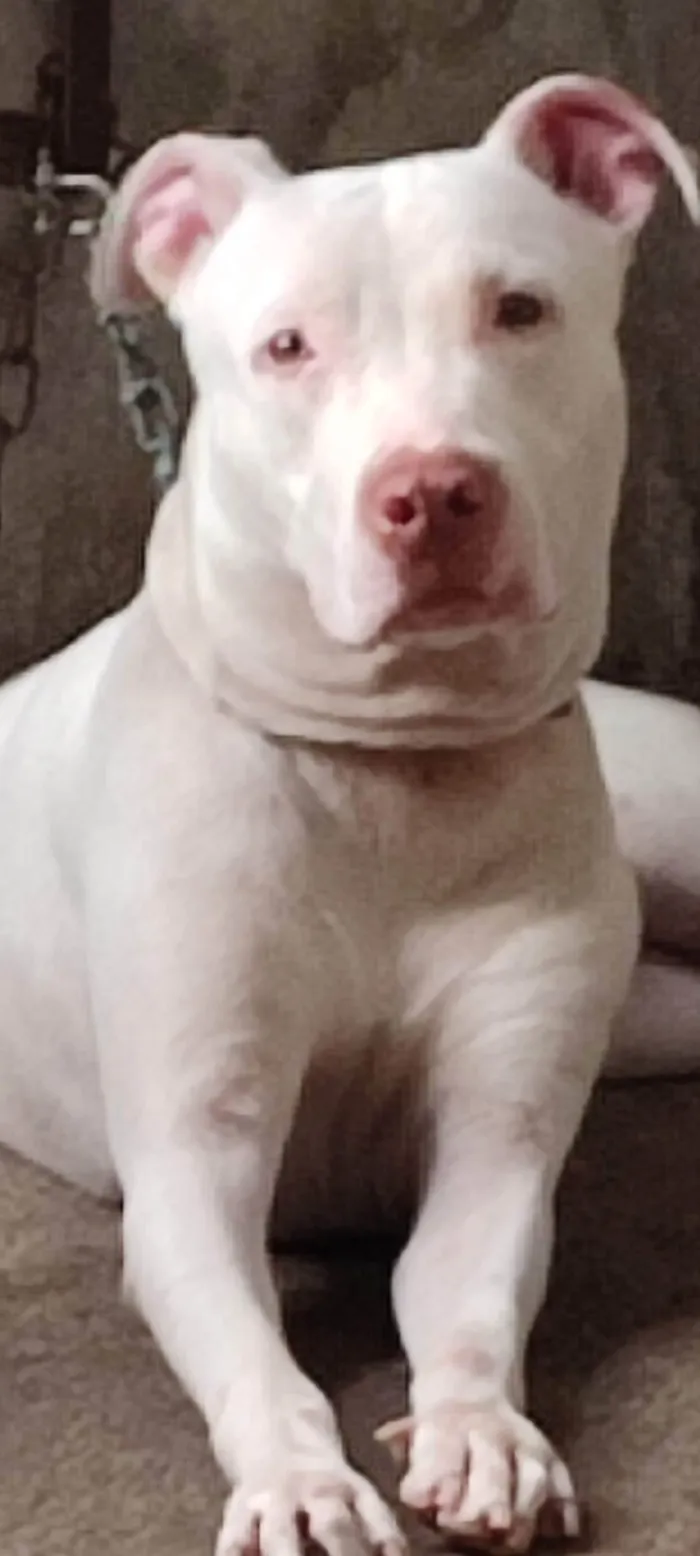Cachorro ra a Pit-Bull idade 4 anos nome Thor 