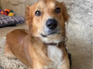 Cachorro raça SRD-ViraLata idade 2 anos nome Duke