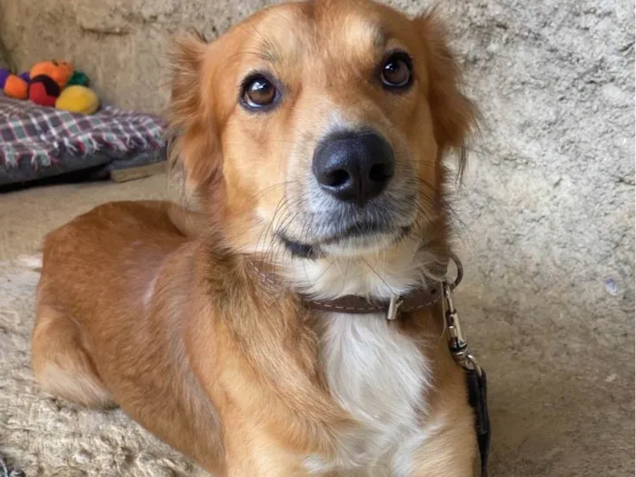 Cachorro ra a SRD-ViraLata idade 2 anos nome Duke