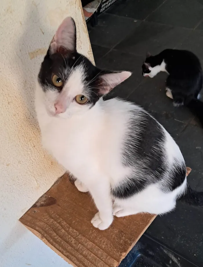 Gato ra a SRD-ViraLata idade 2 a 6 meses nome Emily